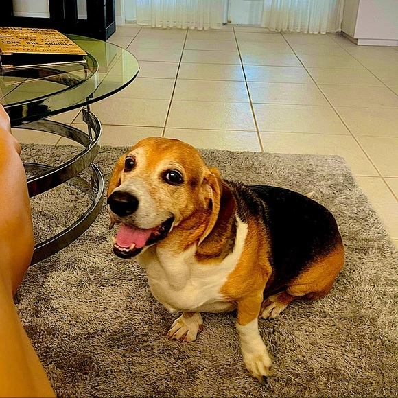 Meet your Posher, Mary rose - Picture 1 of 1